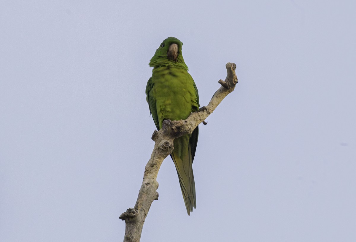 Green Parakeet - ML642591393