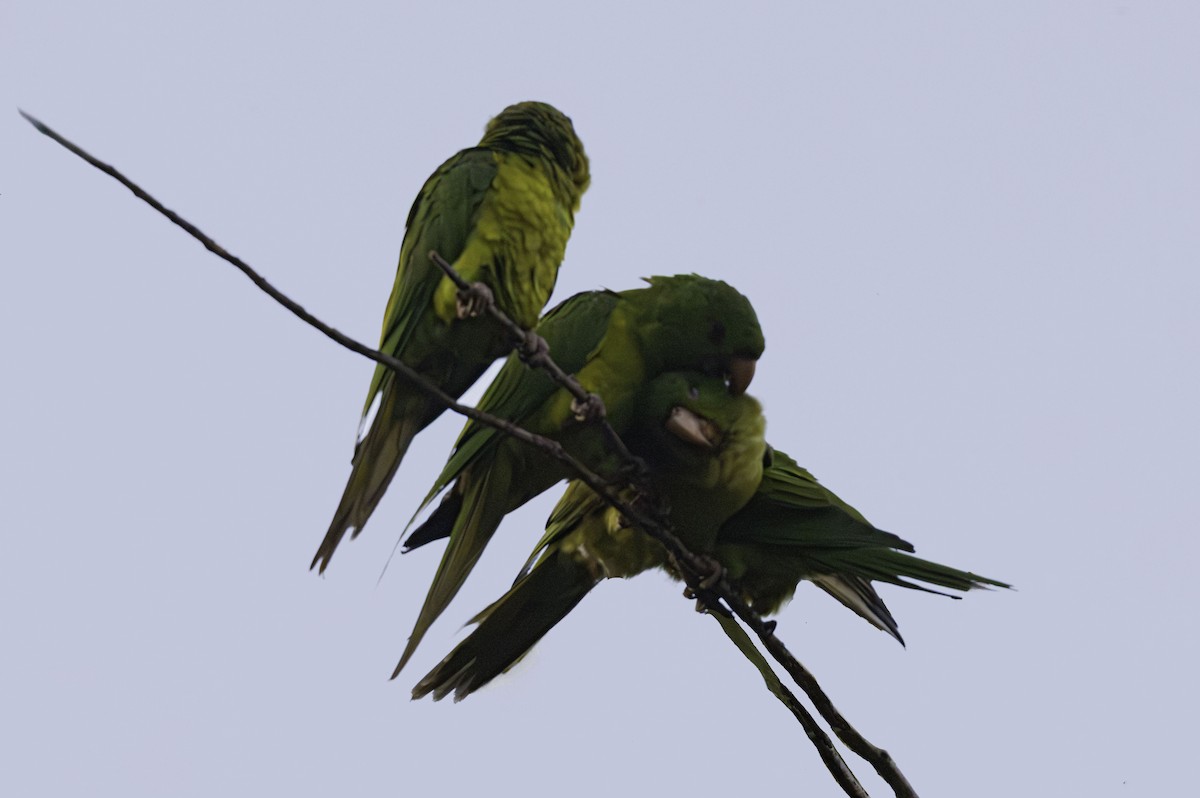 Green Parakeet - ML642591394