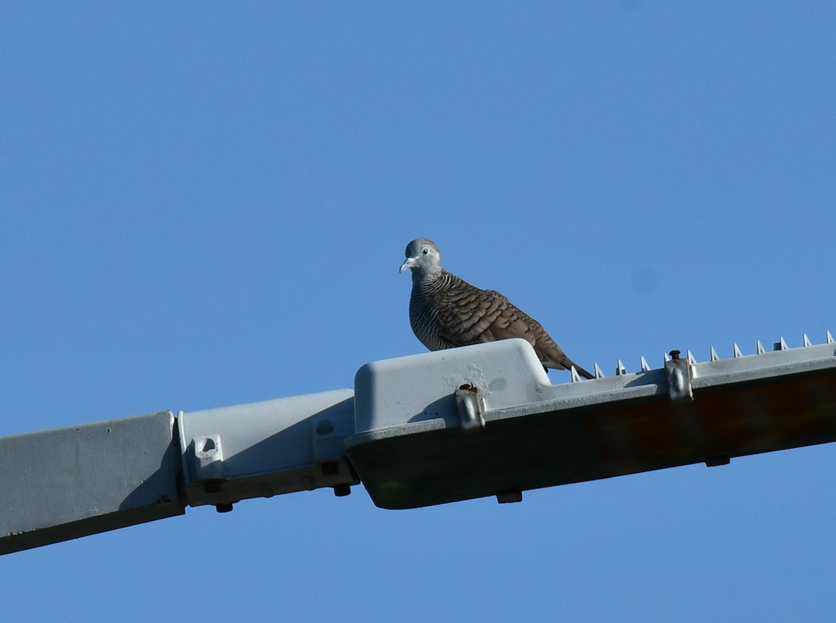 Zebra Dove - ML642591410