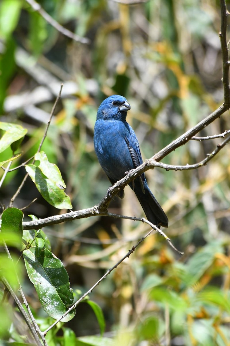 Glaucous-blue Grosbeak - ML642591415