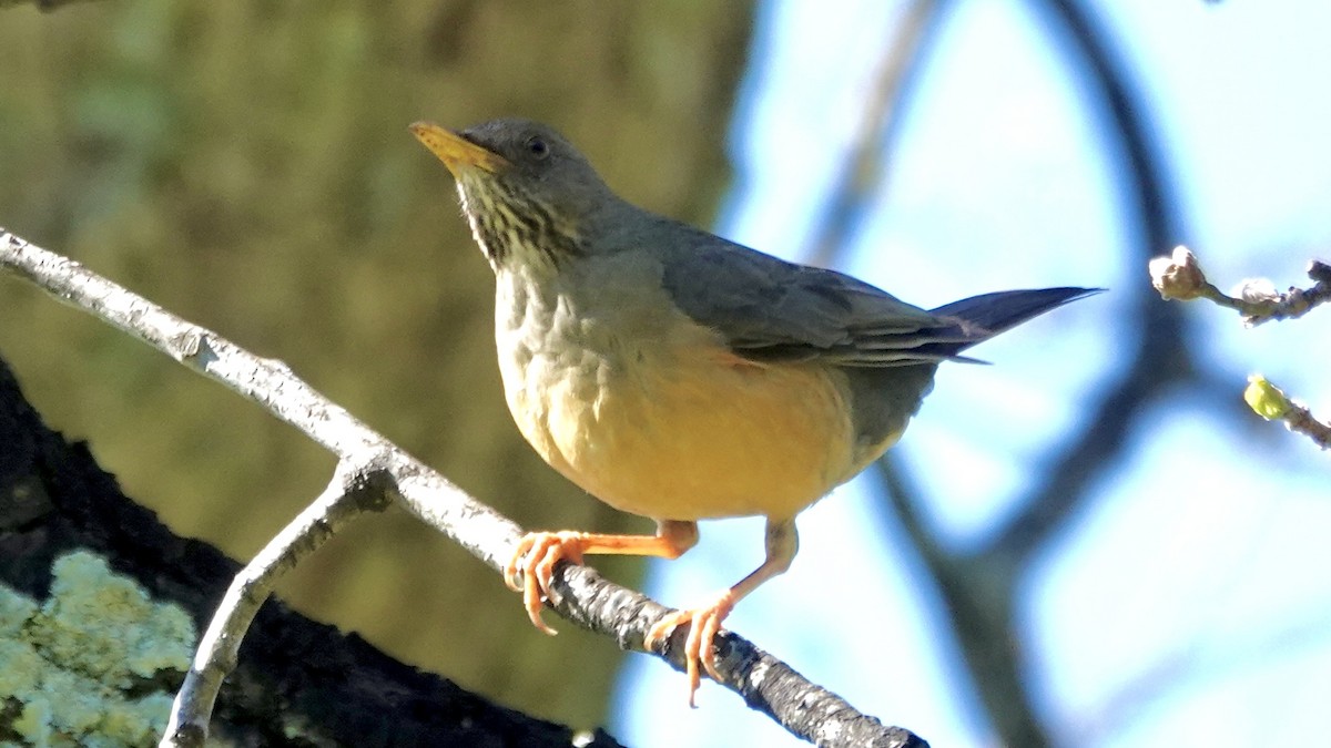 Olive Thrush - ML642591416