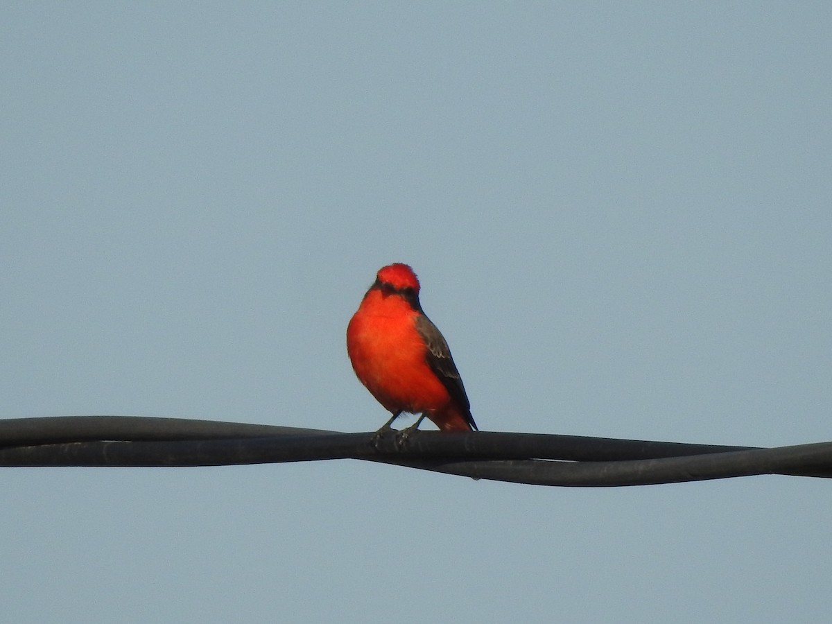 Vermilion Flycatcher - ML642591425