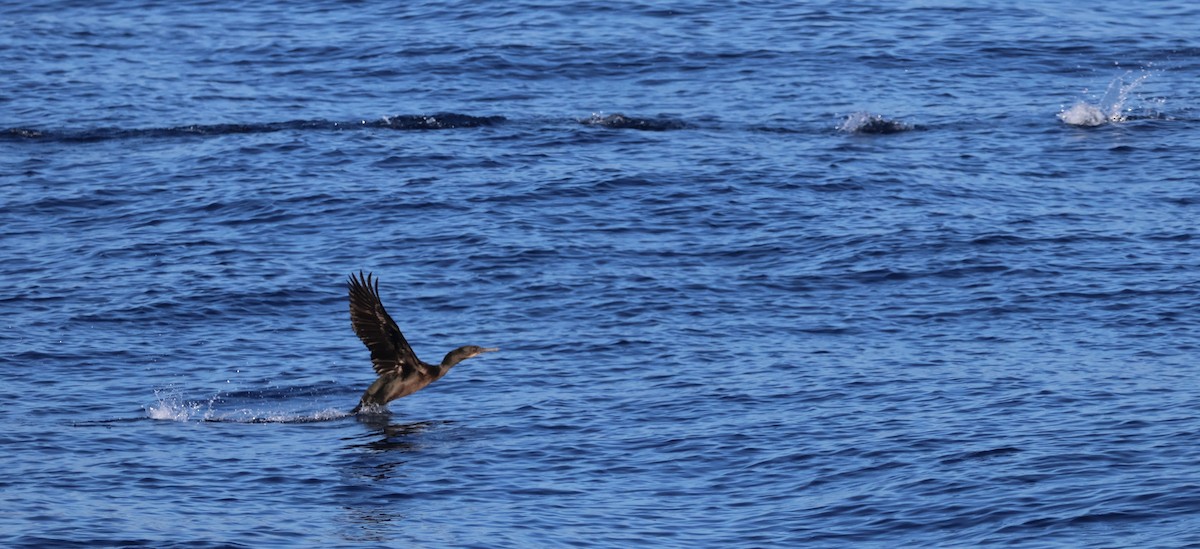 Cormoran de Brandt - ML642591428