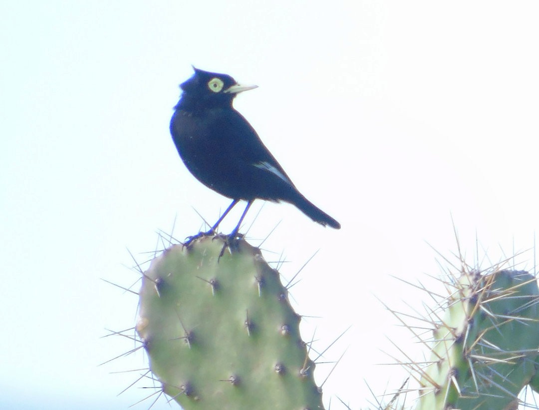 Spectacled Tyrant - ML642591430