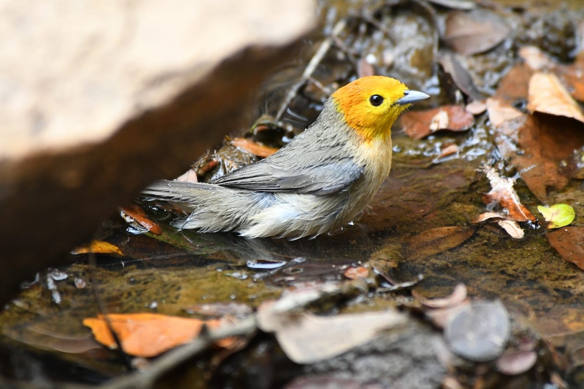 Orange-headed Tanager - ML642591432