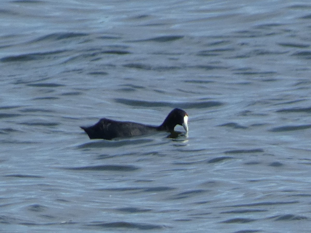Foulque à crête - ML642591435