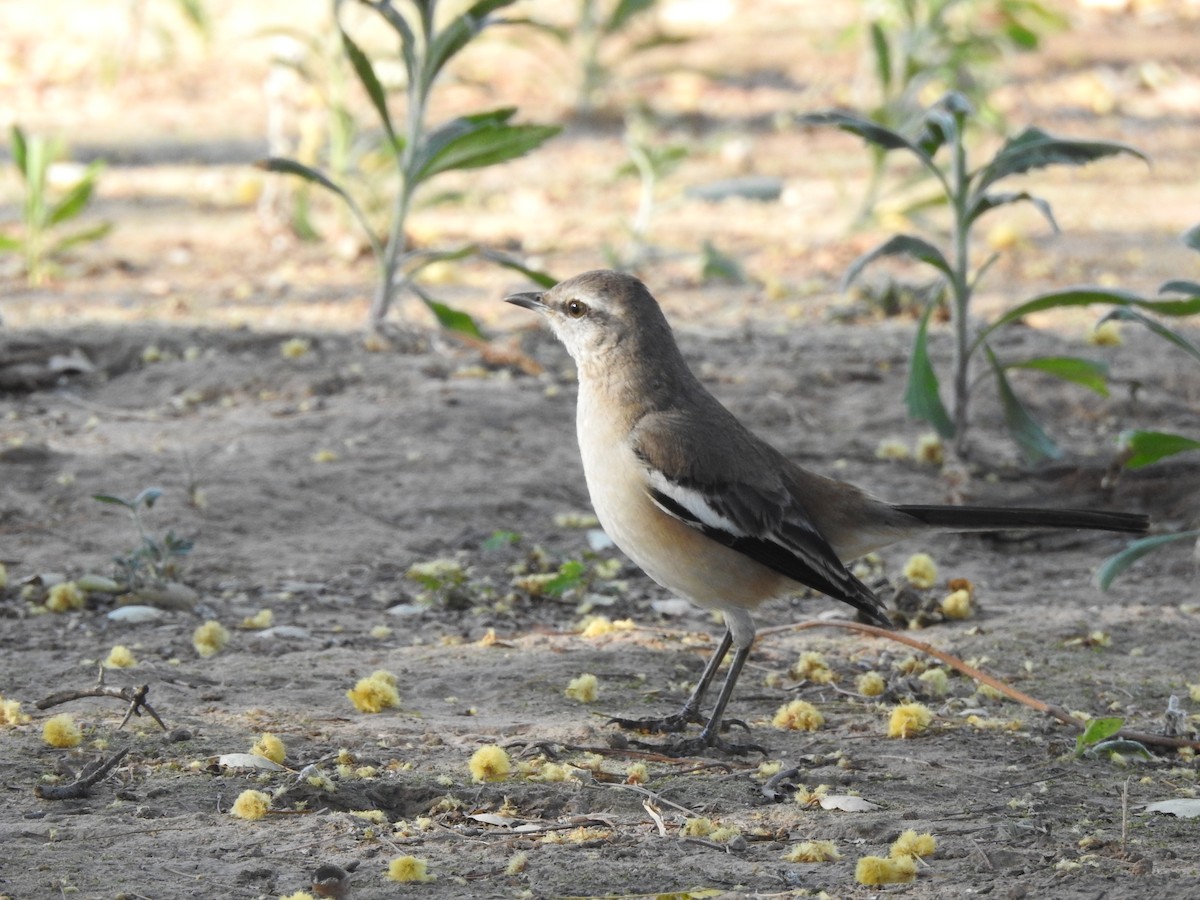 White-banded Mockingbird - ML642591452