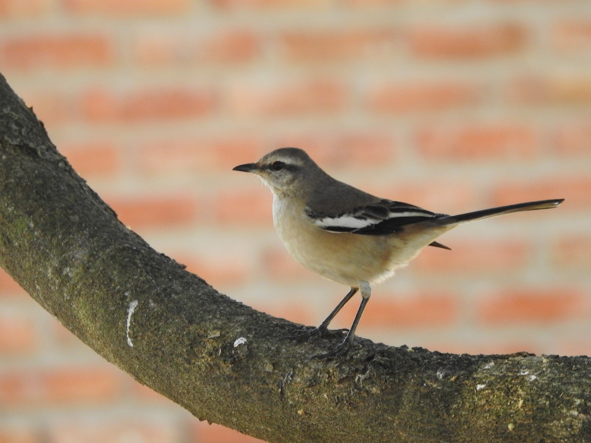 White-banded Mockingbird - ML642591453