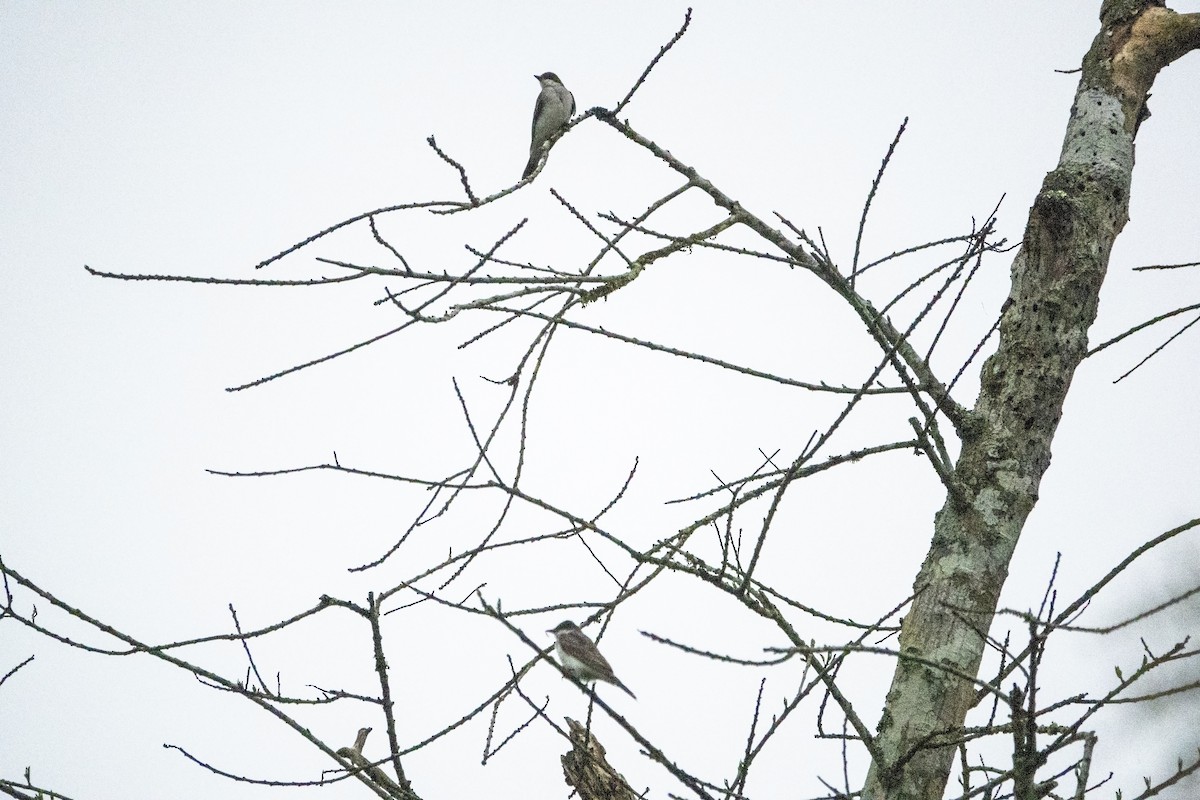 Eastern Kingbird - ML642591484