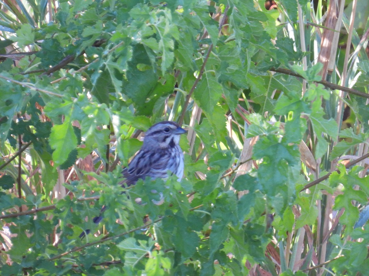 Song Sparrow - ML642591493