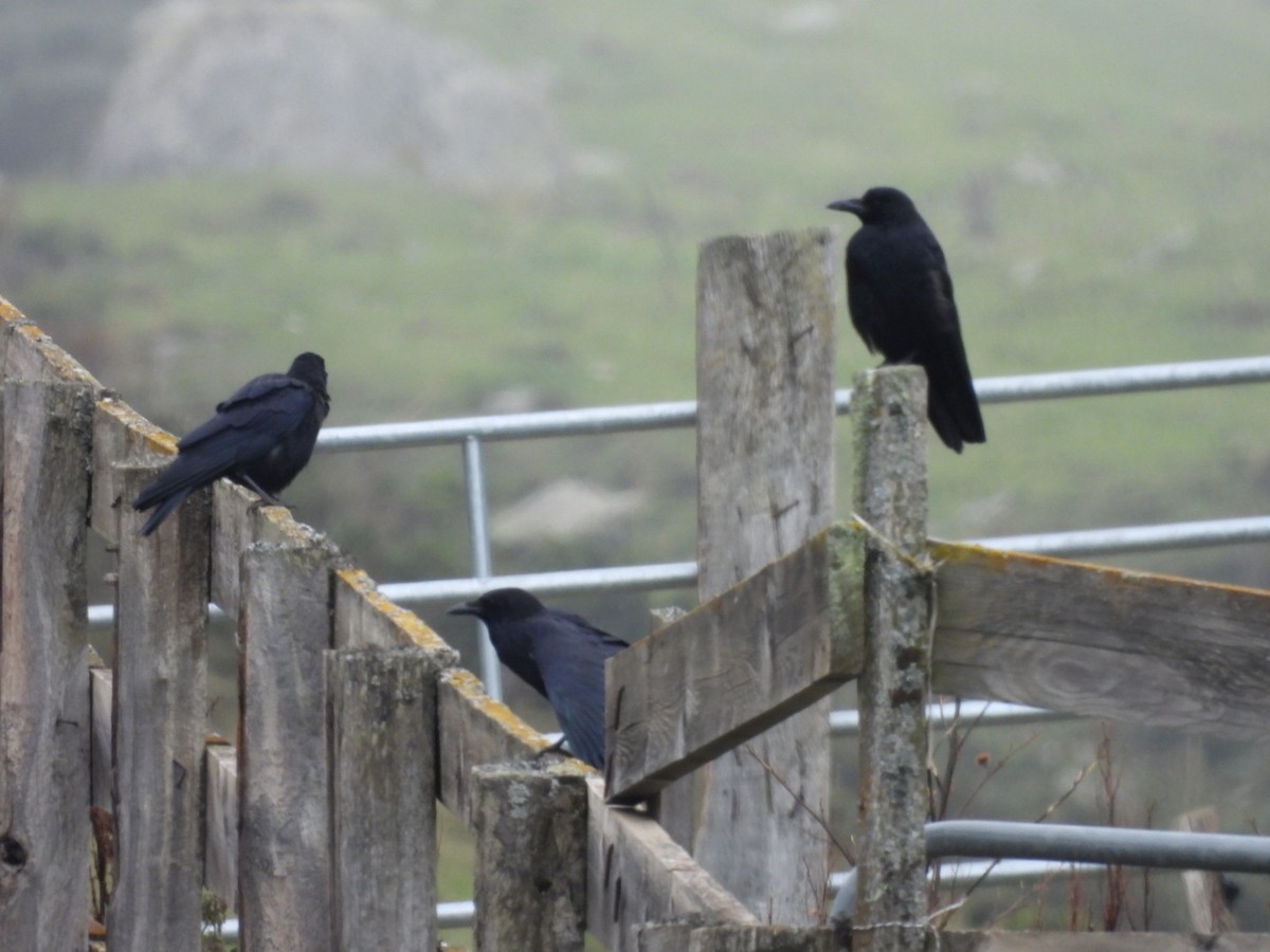crow sp. - ML642591518