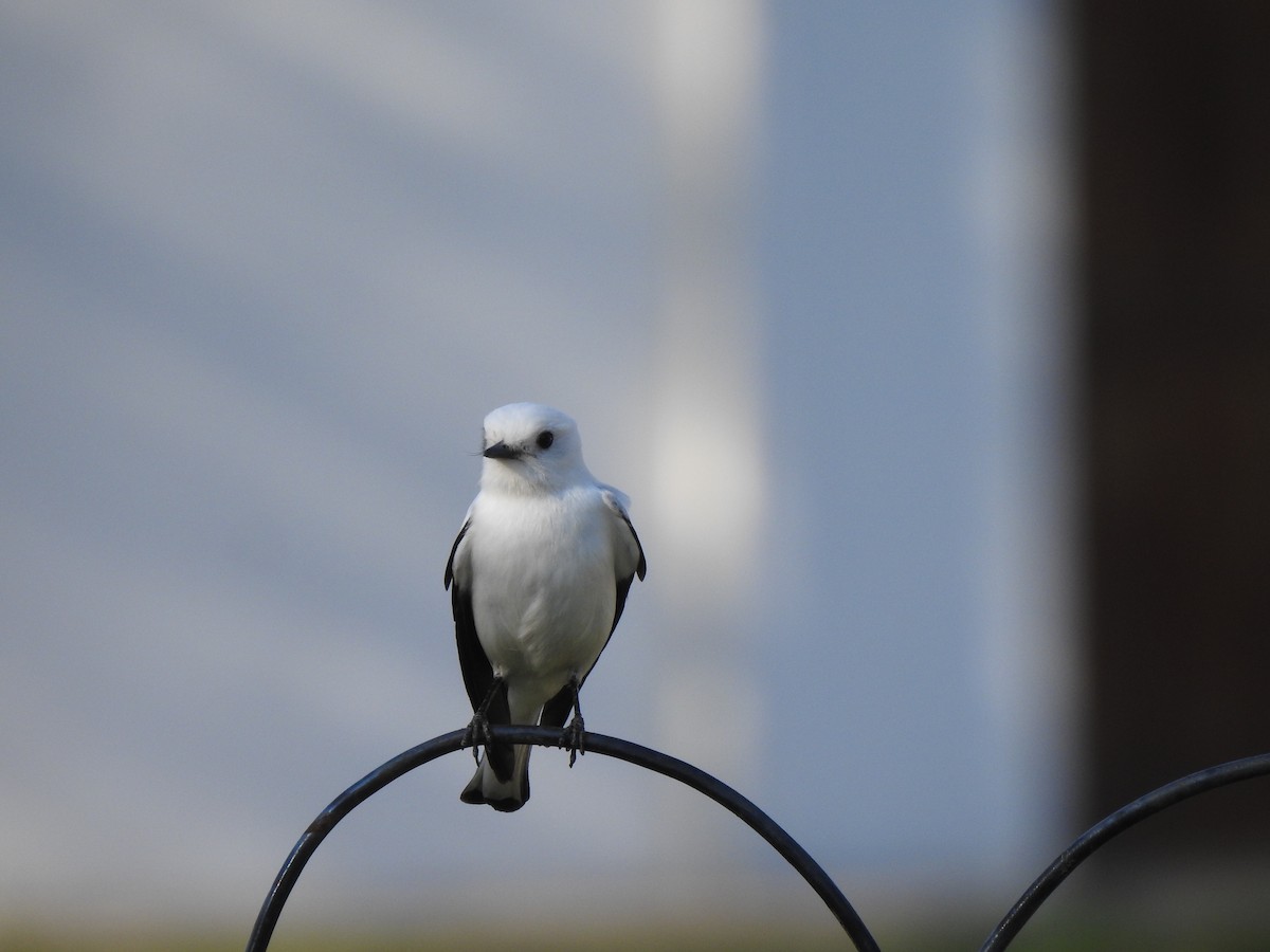 White Monjita - ML642591525