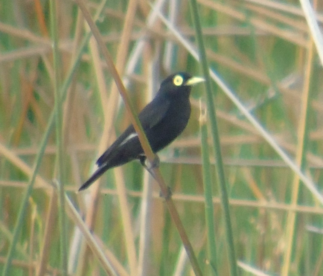 Spectacled Tyrant - ML642591532