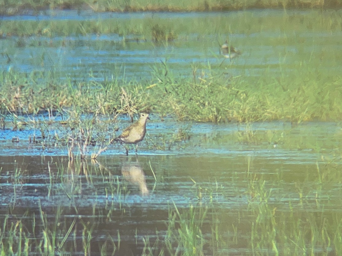 European Golden-Plover - ML642591533