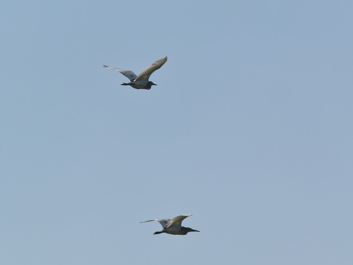 Squacco Heron - ML642591550