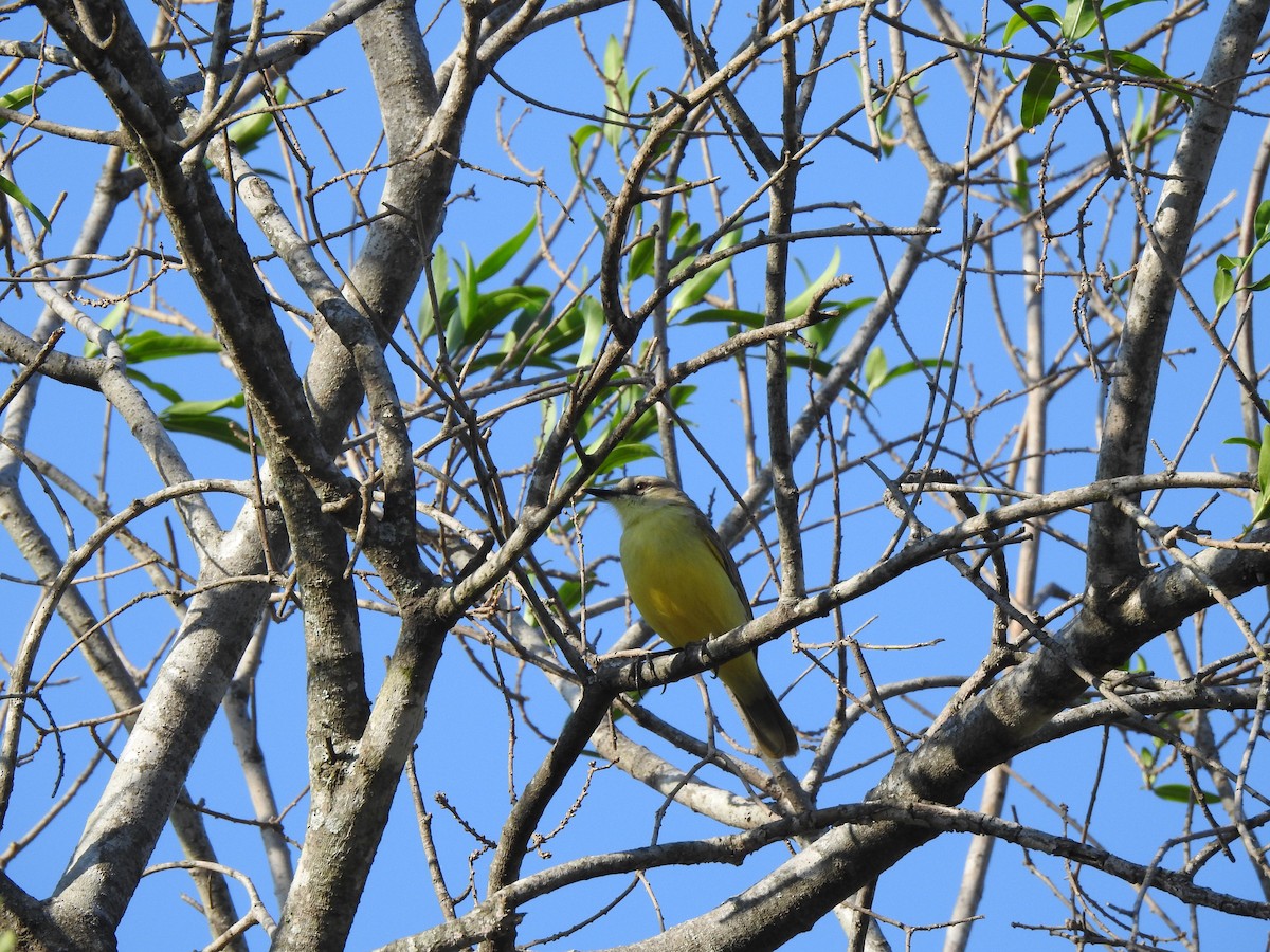 Cattle Tyrant - ML642591577