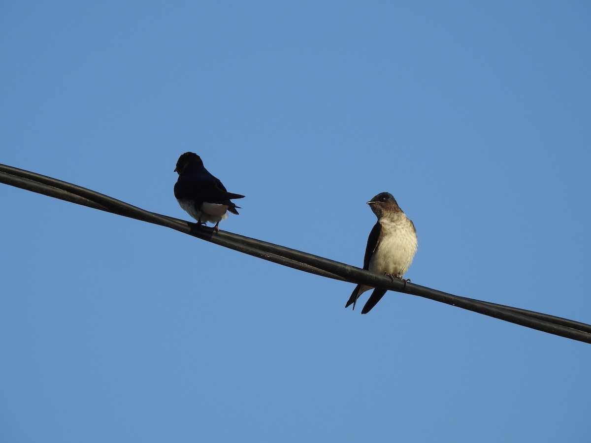 Gray-breasted Martin - ML642591591