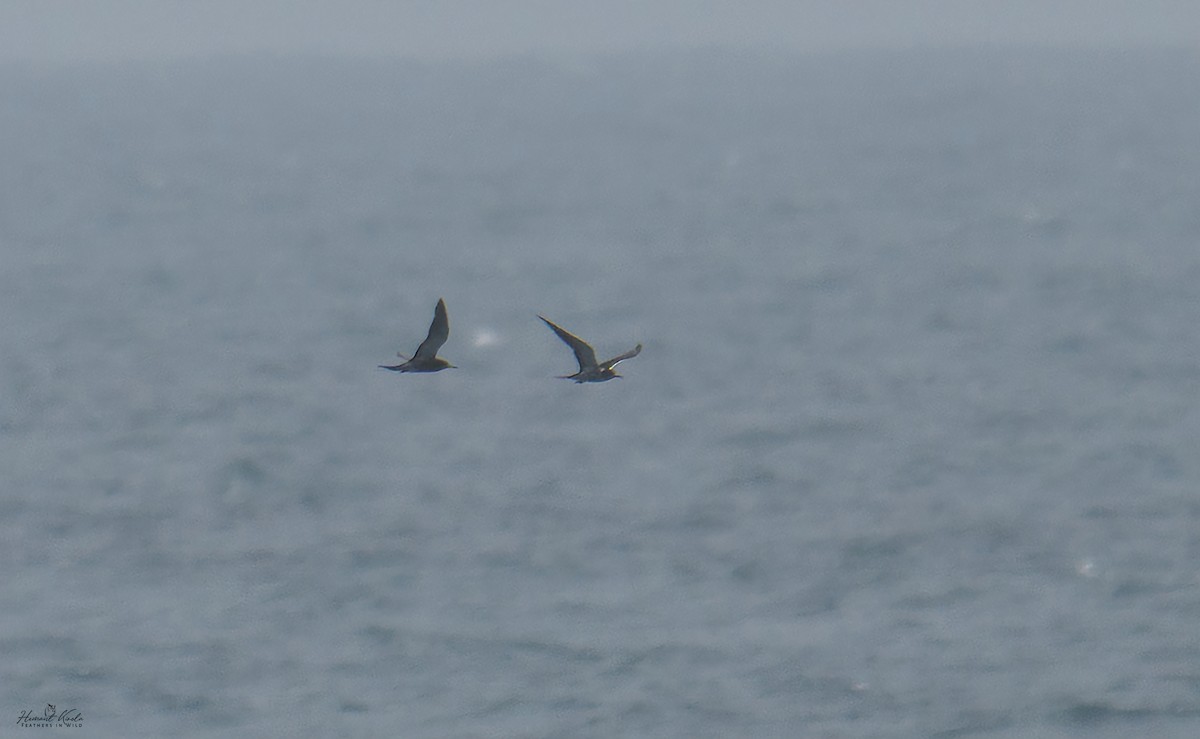 Sooty Tern - ML642591592