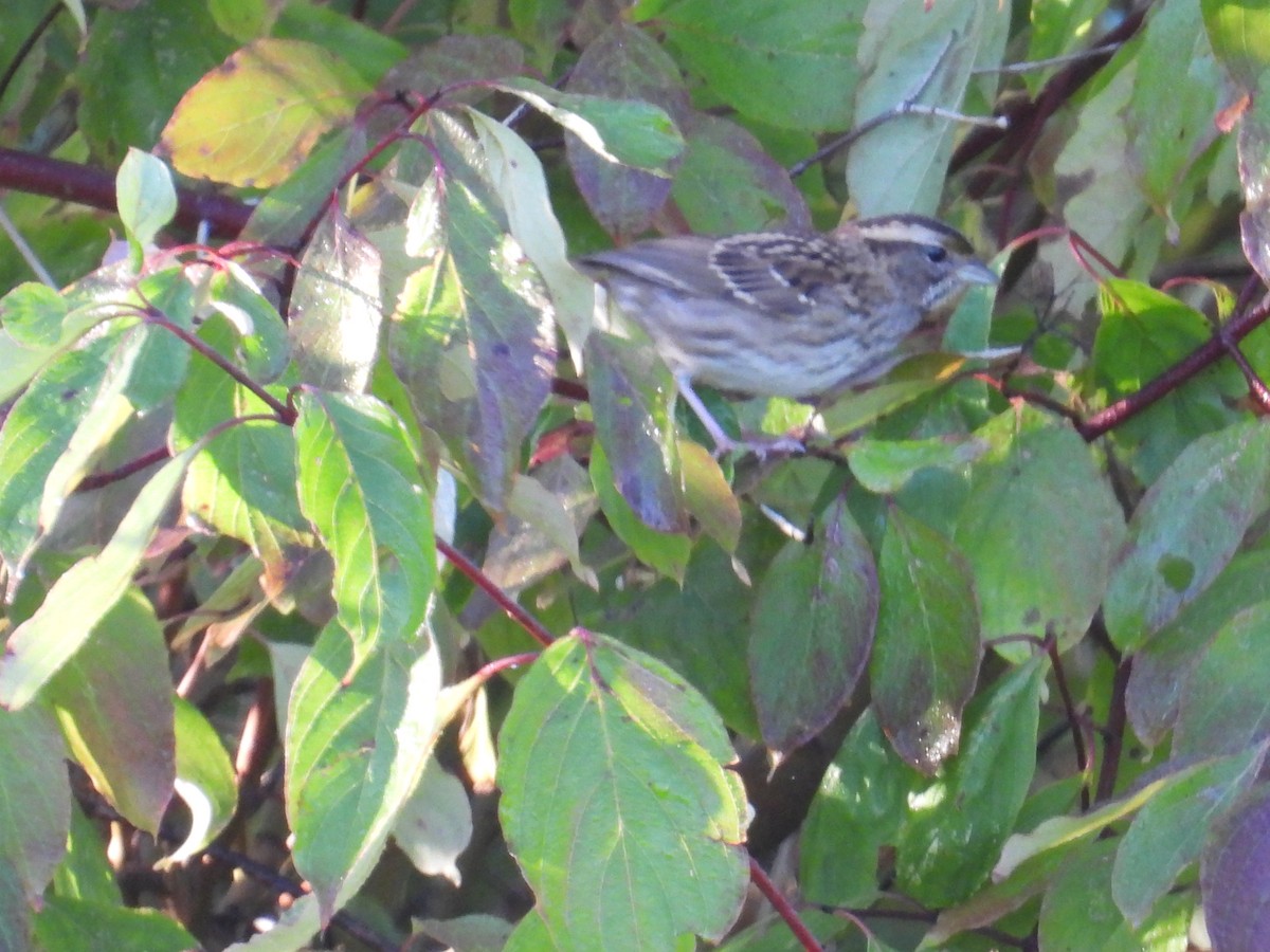 White-throated Sparrow - ML642591594