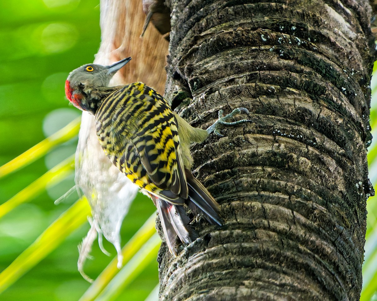Hispaniolan Woodpecker - ML642591610