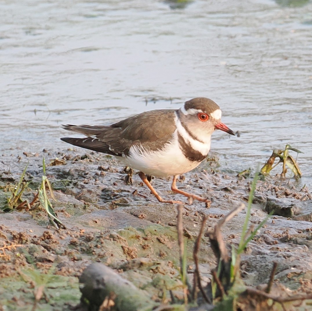 Three-banded Plover - ML642591612
