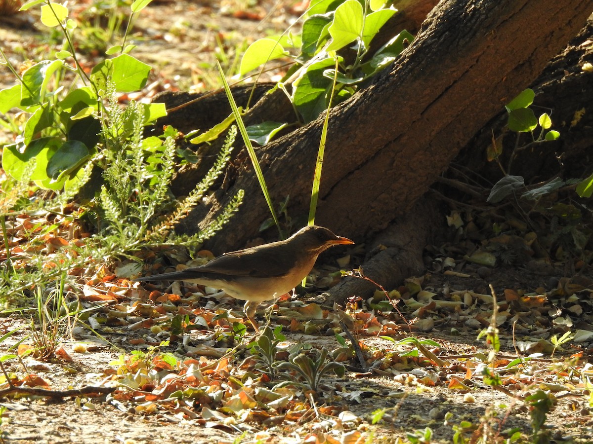 Creamy-bellied Thrush - ML642591617