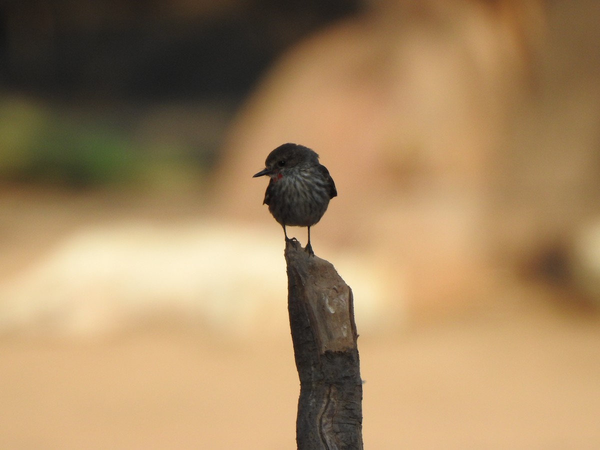 Vermilion Flycatcher - ML642591657