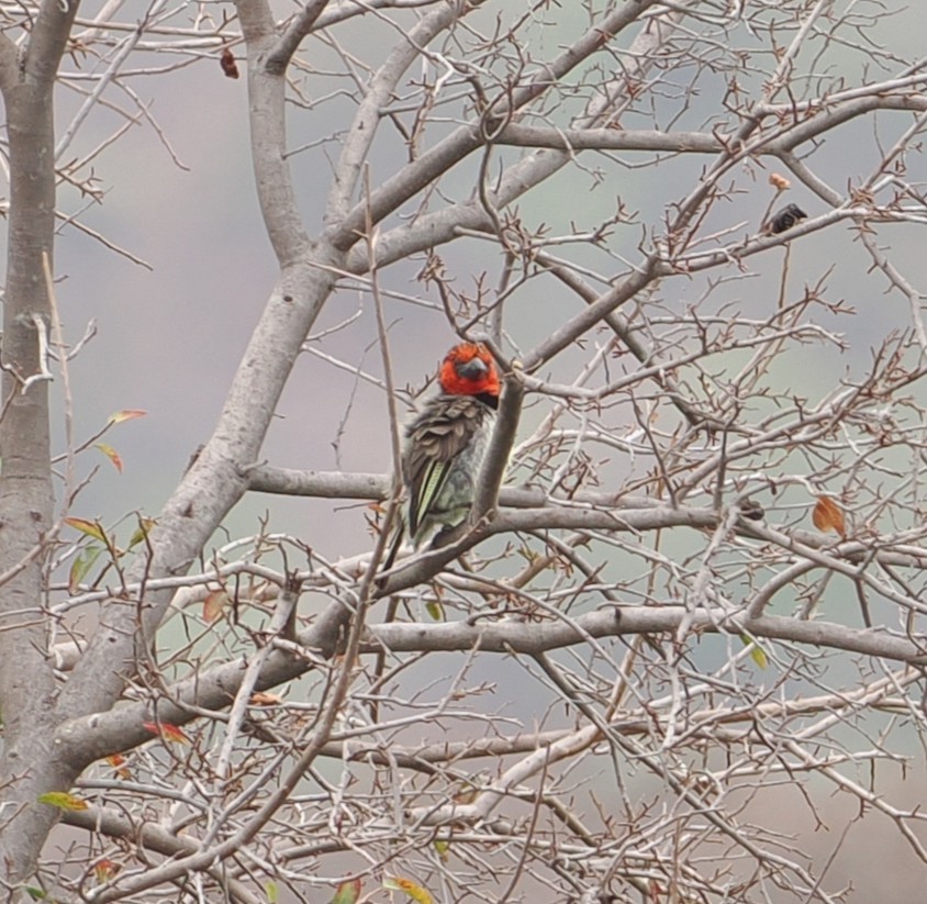 Black-collared Barbet - ML642591658