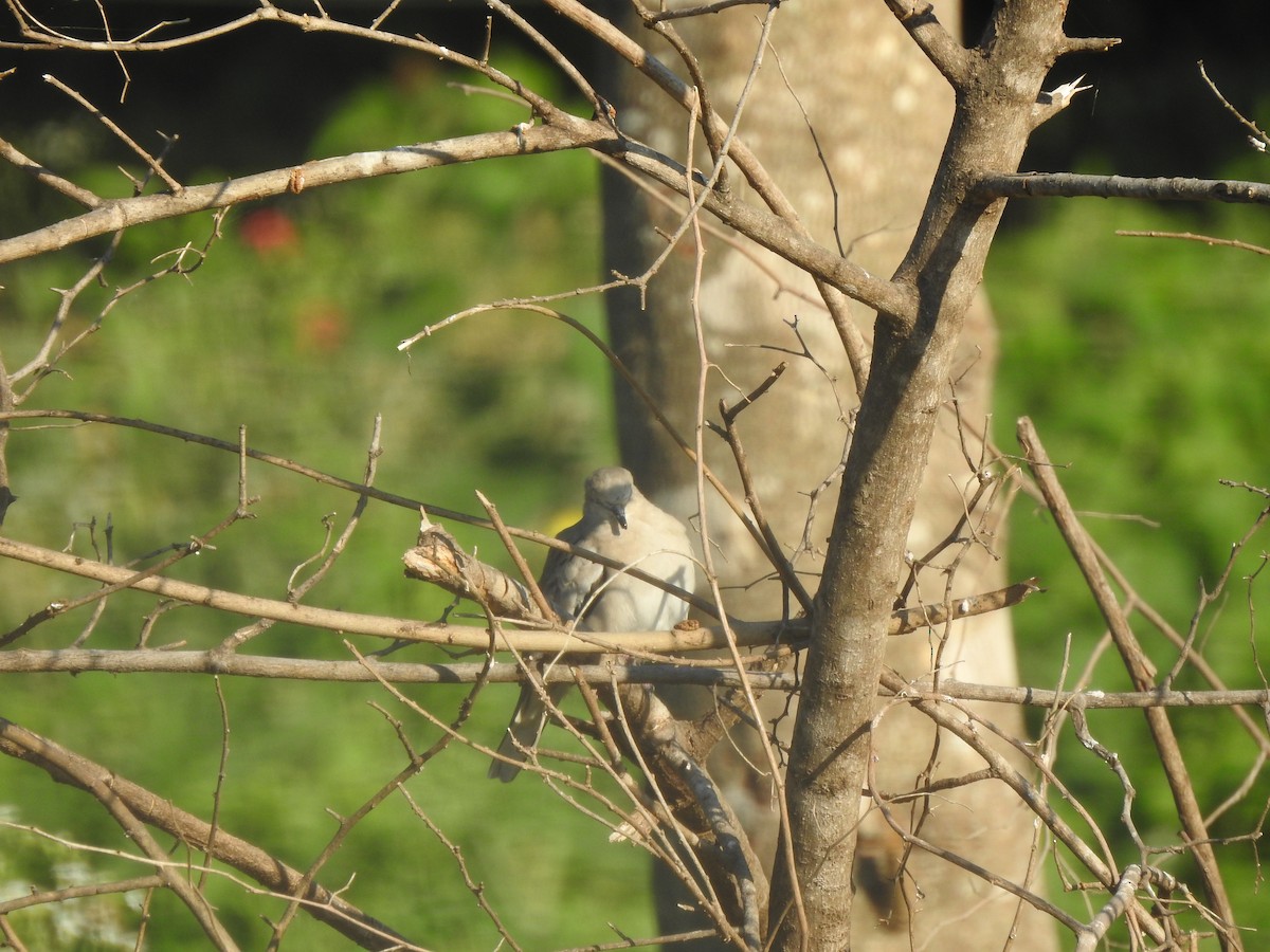 Picui Ground Dove - ML642591670