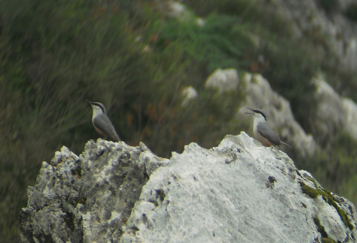 Western Rock Nuthatch - ML642591673