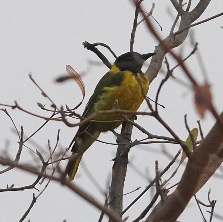 African Black-headed Oriole - ML642591676