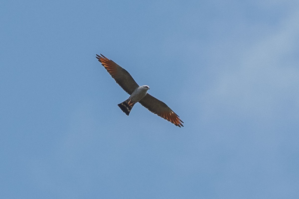 Plumbeous Kite - ML642591693