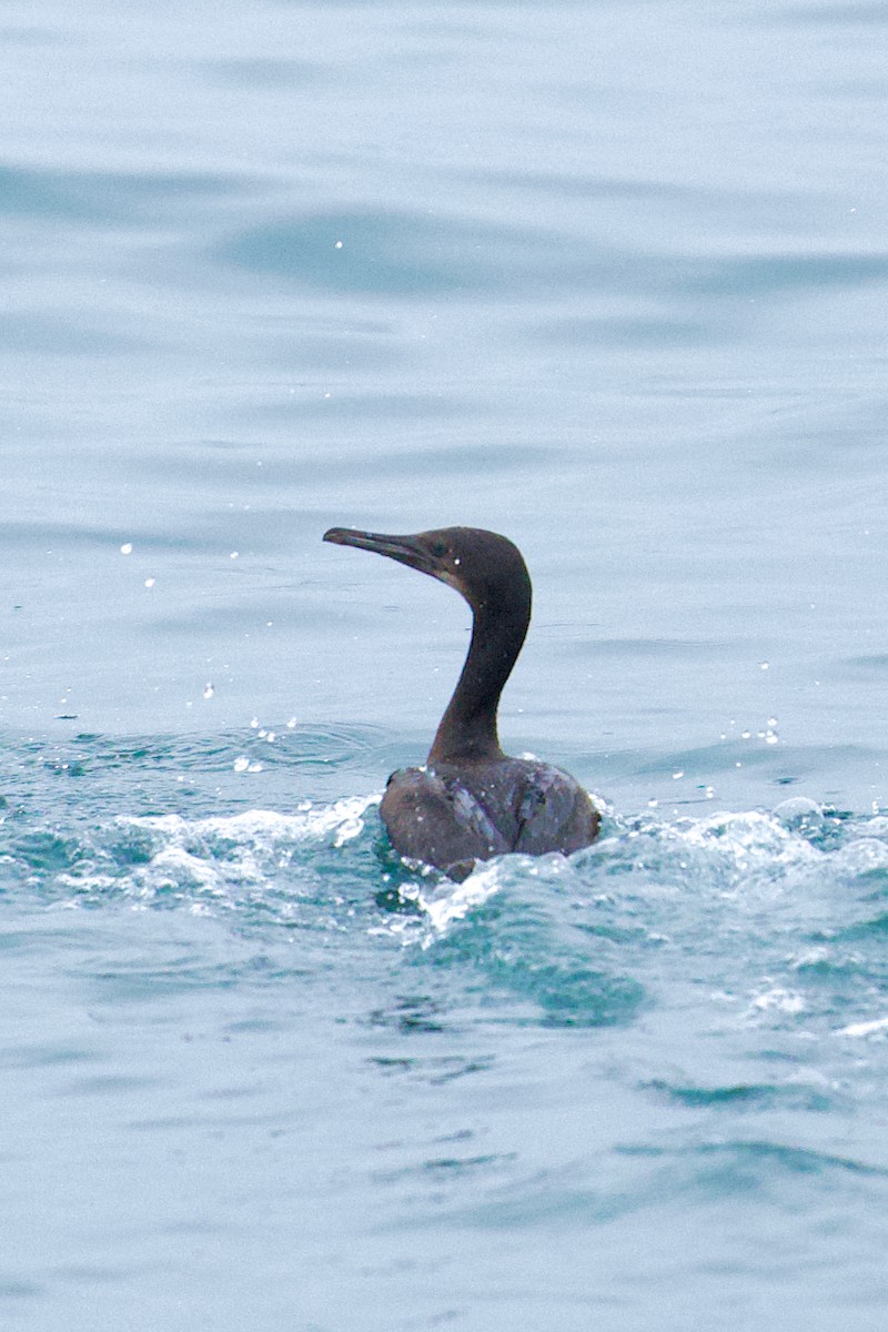 Cormoran de Brandt - ML642591698