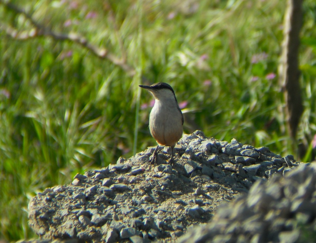 Western Rock Nuthatch - ML642591711