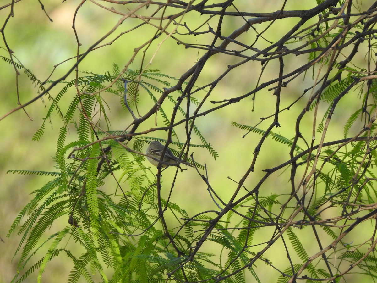 White-crested/Straneck's Tyrannulet - ML642591731