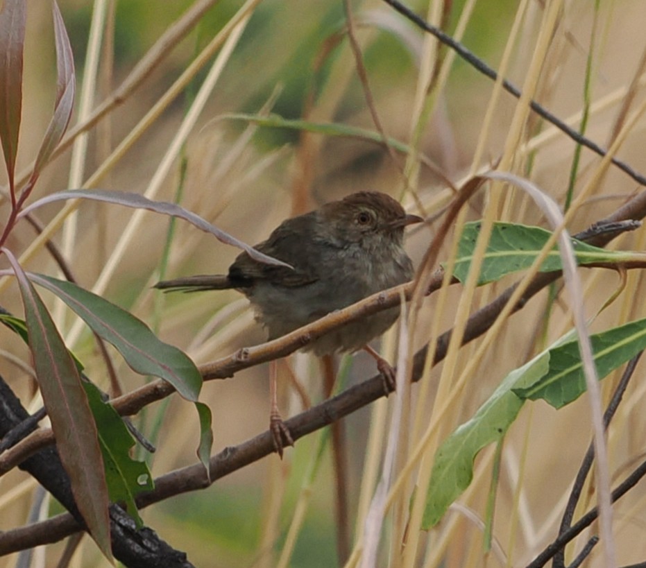 Piping Cisticola - ML642591735