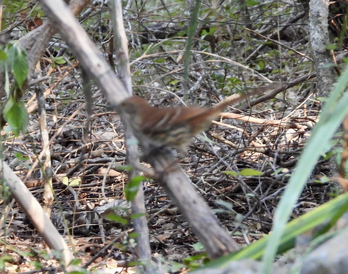 Brown Thrasher - ML642591751