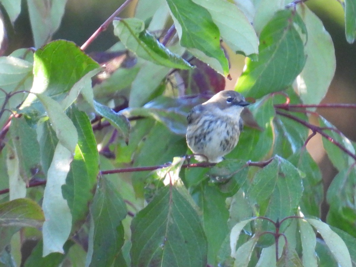 Yellow-rumped Warbler - ML642591758
