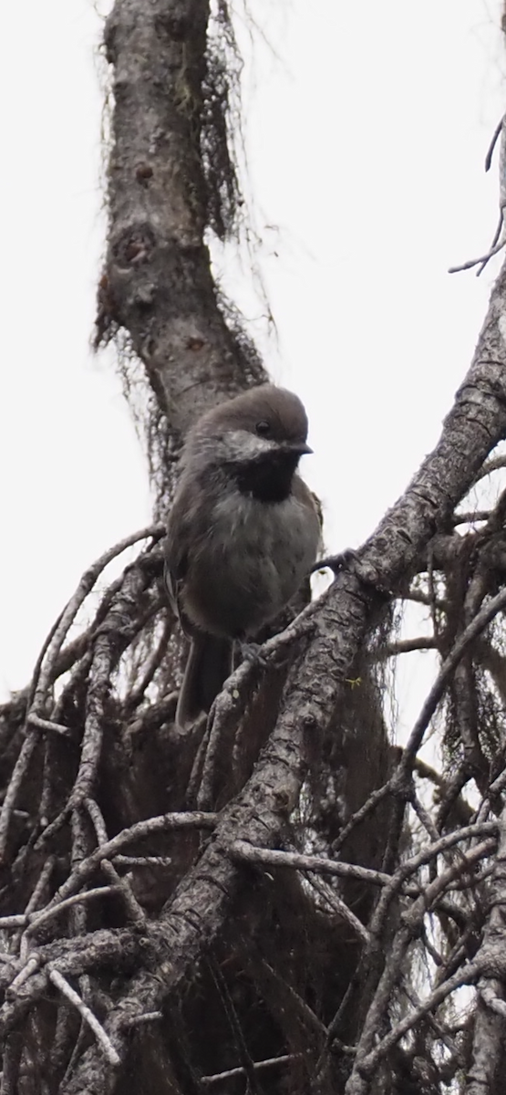 Hudsonmeise - ML642591778