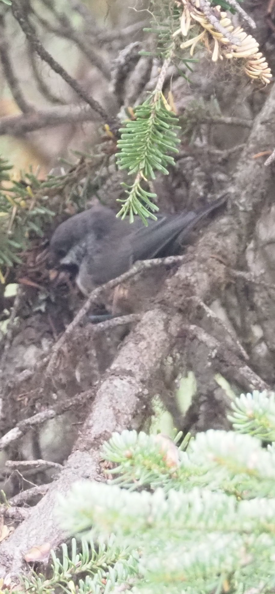 Hudsonmeise - ML642591779