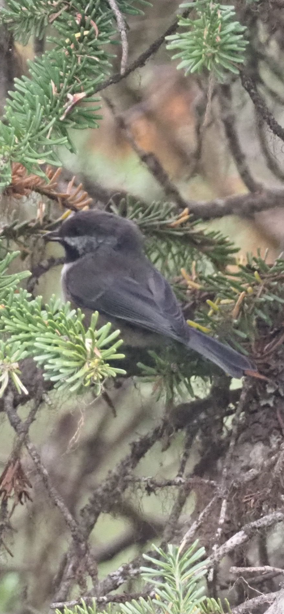 Hudsonmeise - ML642591780