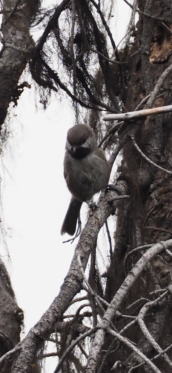 Hudsonmeise - ML642591781