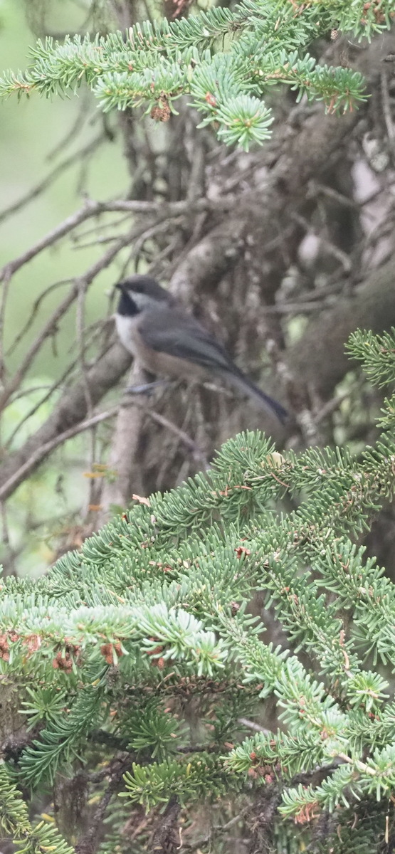 Hudsonmeise - ML642591782