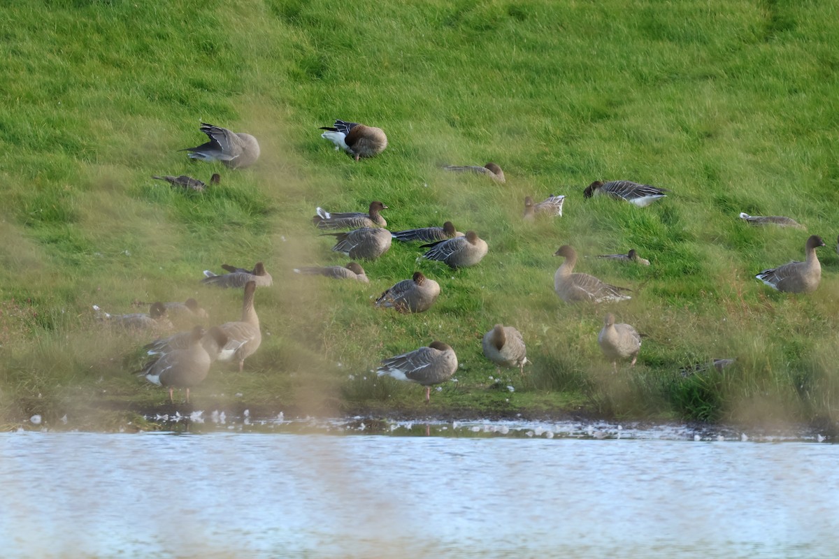 Pink-footed Goose - ML642591786