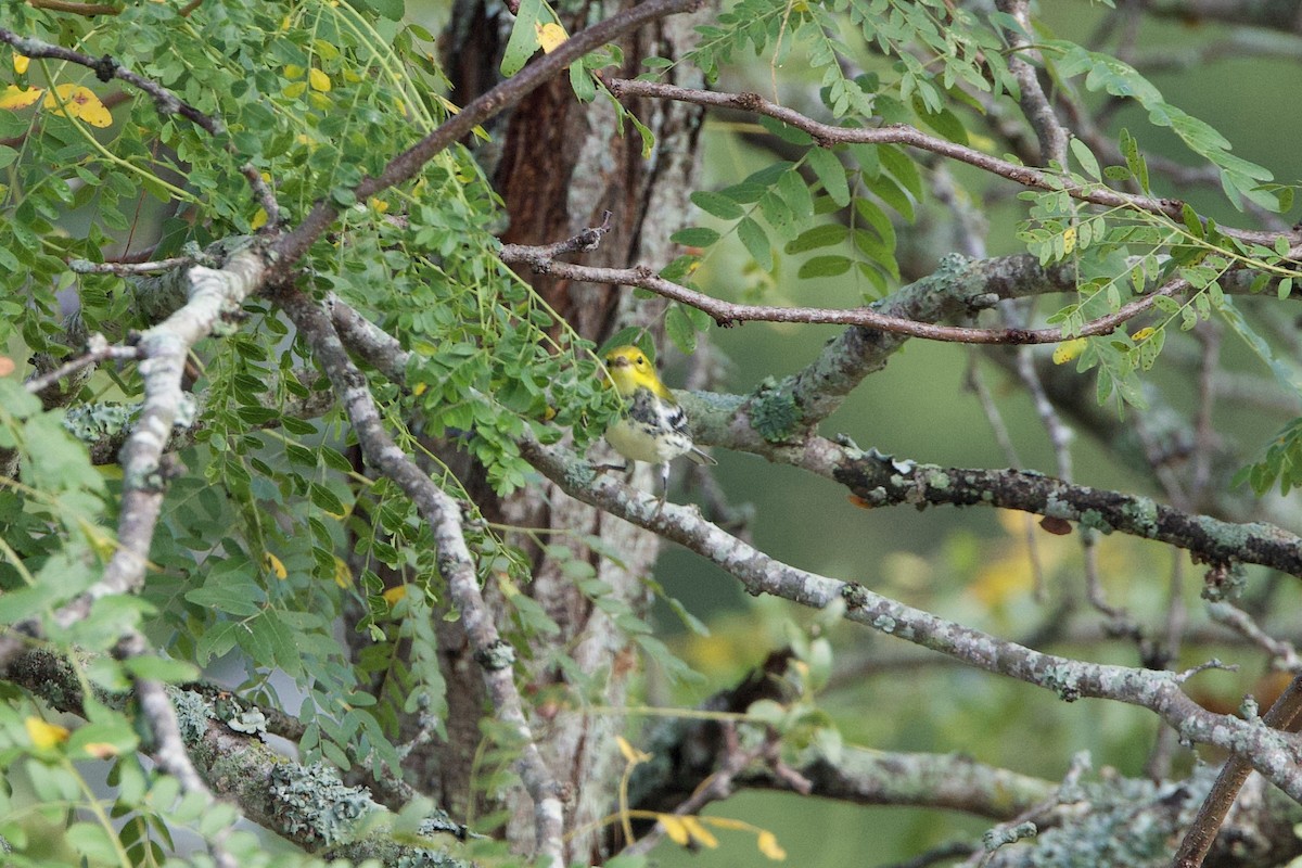 Black-throated Green Warbler - ML642591792