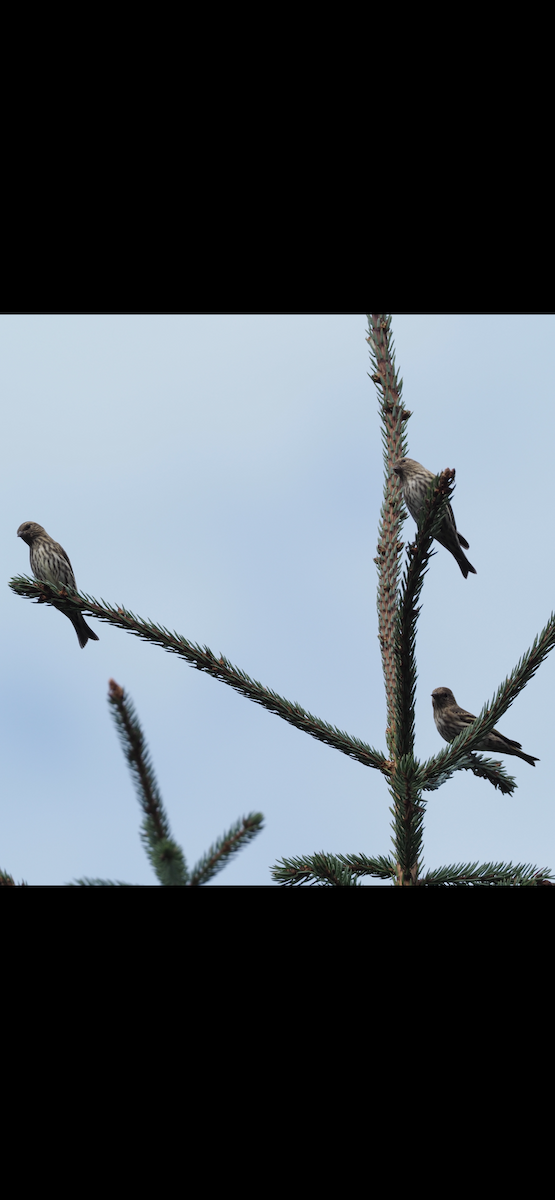 Fichtenzeisig - ML642591807