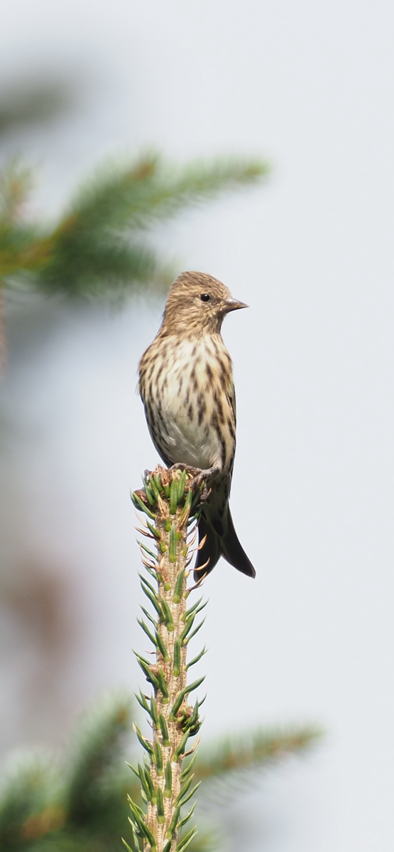 Fichtenzeisig - ML642591808