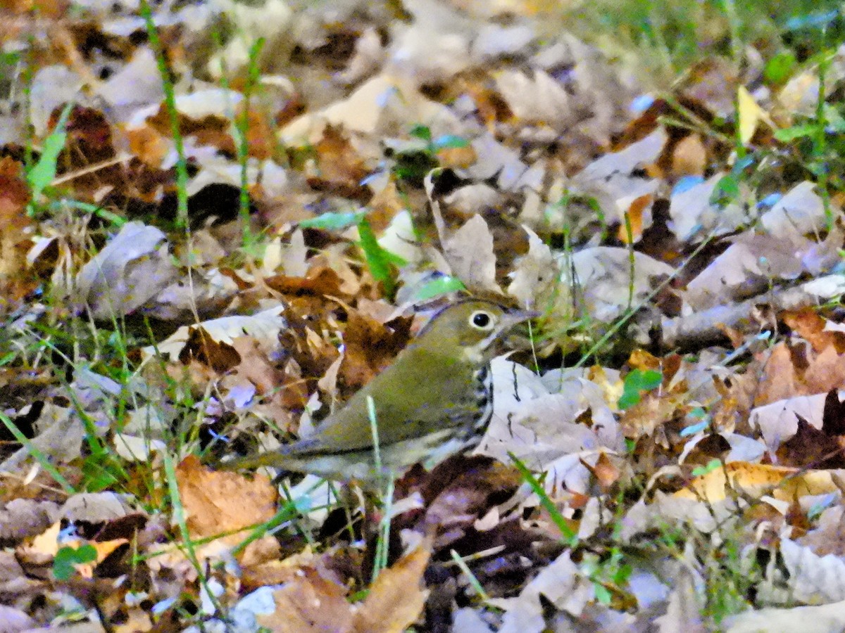 Ovenbird - ML642591809