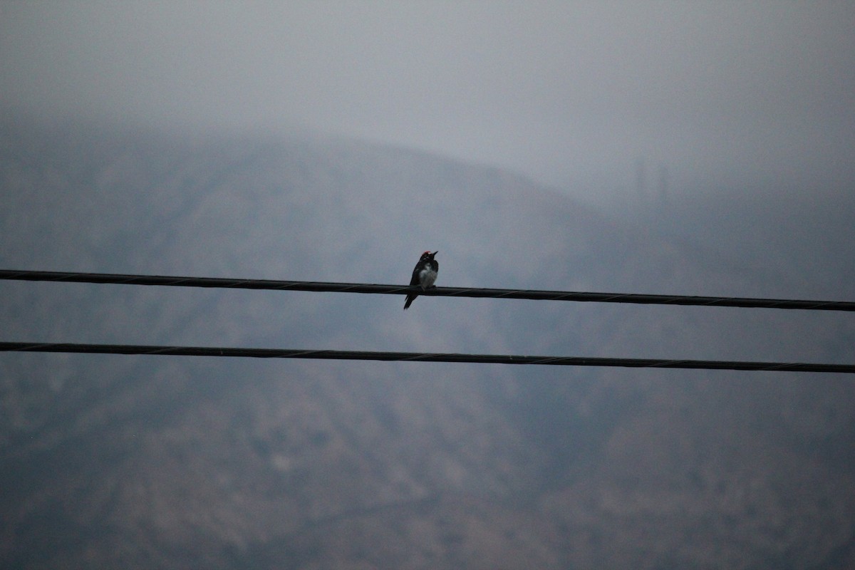 Acorn Woodpecker - ML642591810