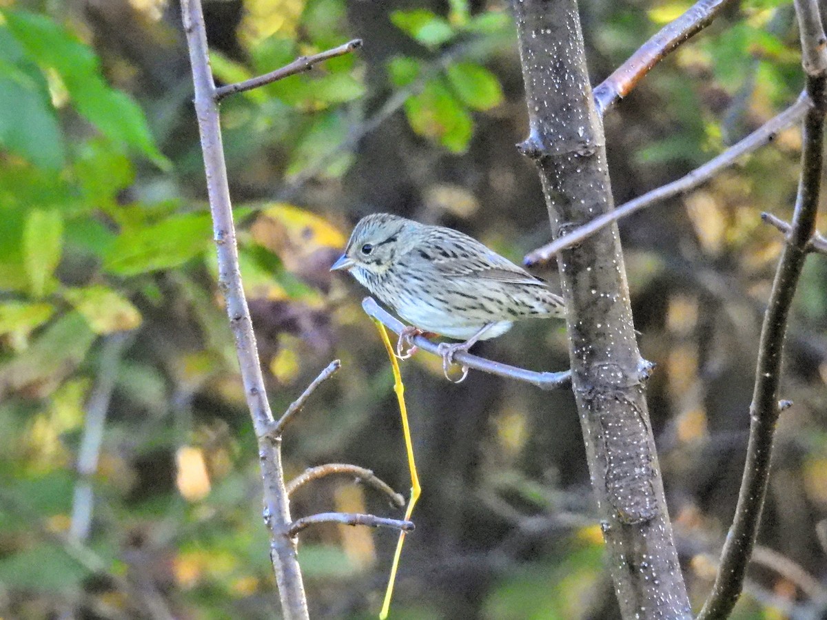 Lincoln's Sparrow - ML642591818